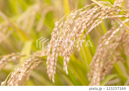 稲穂 稲穂 123257169