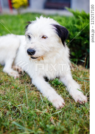 A homeless young fluffy white dog with black spots is resting on the green lawn in summer A homeless young fluffy white dog with black spots is resting on the green lawn in summer 123257180