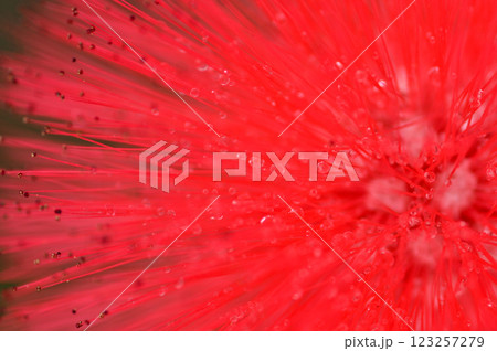 雨上がりのカリアンドラ 雨上がりのカリアンドラ 123257279