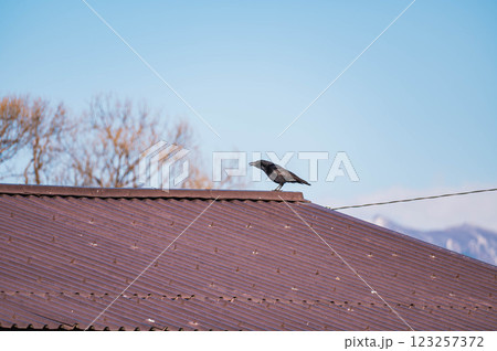 屋根にとまるカラス 屋根にとまるカラス 123257372