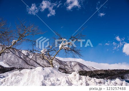 桜の木に積もる雪　青木湖 123257488