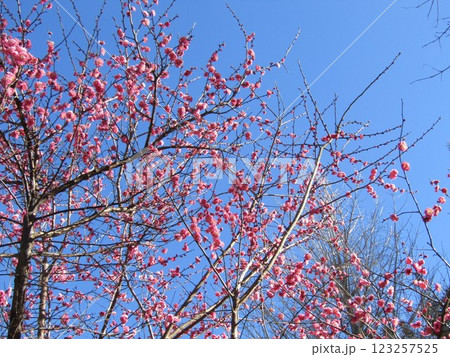 桃色の菊は一月から咲き始める寒菊の花 123257525
