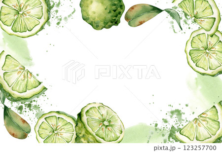 Border of Juicy limes on watercolor splash isolated on white. Border of bergamot halves and lime fruits hand drawn. Citrus fruits on juice drops painted in botanical sketch for invitation. 123257700