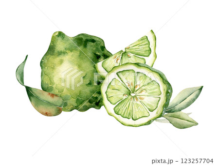 Fresh summer citrus watercolor composition isolated. Whole and sliced bergamot and leaf hand drawn sketch. Tropical lime kaffir in botanical style painted. Green citrus for design packaging, label. 123257704