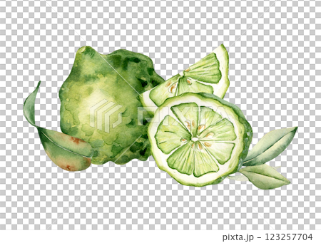 Fresh summer citrus watercolor composition isolated. Whole and sliced bergamot and leaf hand drawn sketch. Tropical lime kaffir in botanical style painted. Green citrus for design packaging, label. 123257704