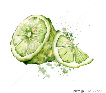 Juicy green citrus segments on watercolor splash in botanical style painted. Fresh sliced lime kaffir drawing isolated. Half bergamot on juice drops hand drawn sketch. Citrus fruits for design. 123257706