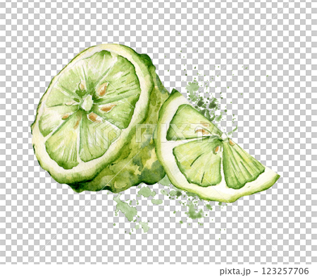 Juicy green citrus segments on watercolor splash in botanical style painted. Fresh sliced lime kaffir drawing isolated. Half bergamot on juice drops hand drawn sketch. Citrus fruits for design. 123257706