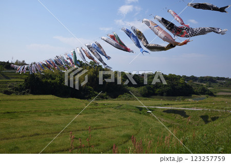 風に揺れる鯉のぼり 123257759