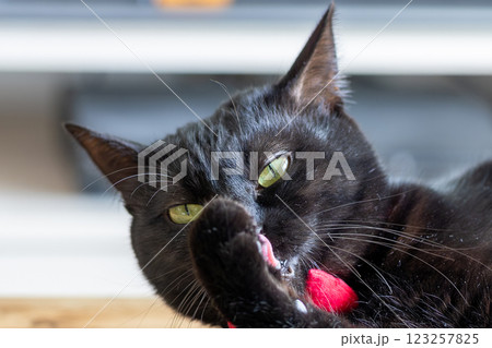 くろねこ 123257825