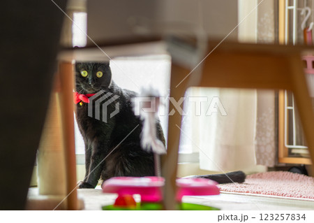 くろねこ くろねこ 123257834