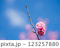 青空に映える梅の花 123257880