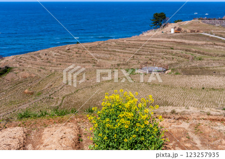 石川県輪島市　白米千枚田　棚田と菜の花　3月 123257935