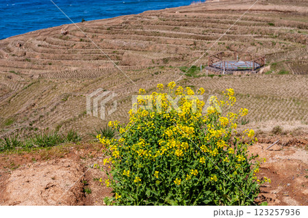 石川県輪島市　白米千枚田　棚田と菜の花　3月 123257936