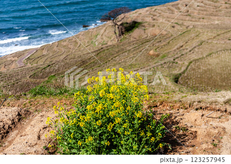 石川県輪島市 白米千枚田 棚田と菜の花 3月 石川県輪島市 白米千枚田 棚田と菜の花 3月 123257945