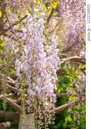 closeup of blooming wisteria in spring. lush twig. purple pink flowers hanging on the branch. floral background of botanical park on a sunny day closeup of blooming wisteria in spring. lush twig. purple pink flowers hanging on the branch. floral background of botanical park on a sunny day 123258003