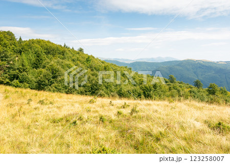 landscape of carpathian mountains in late summer. alpine scenery with primeval beech forest behind the grassy meadow beneath a cloudy sky at high noon. spectacular travel destination of ukraine 123258007