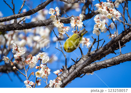 大宮第二公園の梅園で蜜を吸うメジロ 大宮第二公園の梅園で蜜を吸うメジロ 123258057