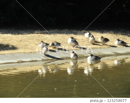 稲毛海浜公園浜ノ池に来た冬の渡り鳥オナガガモ 123258077