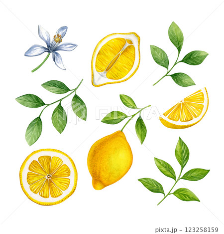 Set of lemons and leaves. Watercolor of tropical fruits, leaves and flower isolated on white background. Good for postcards, recipes, menu, invitations, greeting cards. Set of lemons and leaves. Watercolor of tropical fruits, leaves and flower isolated on white background. Good for postcards, recipes, menu, invitations, greeting cards. 123258159