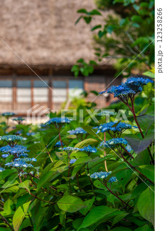 世界遺産 白川村(白川郷) 初夏の花と合掌造り 6月 世界遺産 白川村(白川郷) 初夏の花と合掌造り 6月 123258266