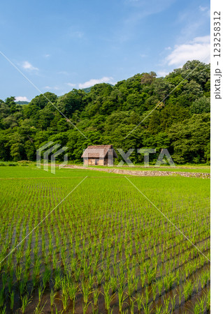 世界遺産 白川村(白川郷) 初夏の花と合掌造り 6月 世界遺産 白川村(白川郷) 初夏の花と合掌造り 6月 123258312