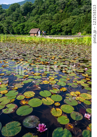 世界遺産 白川村(白川郷) 初夏の花と合掌造り 6月 世界遺産 白川村(白川郷) 初夏の花と合掌造り 6月 123258313