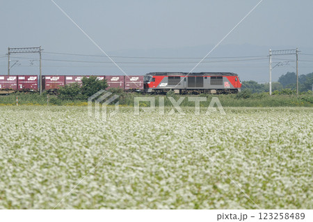 そば畑を駆け抜ける函館本線貨物　DF200　電気式ディーゼル機関車 123258489
