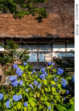 世界遺産　白川村（白川郷） 初夏の花と合掌造り 6月 123258496