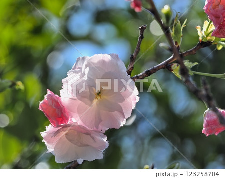 八重桜フゲンゾウの花 123258704