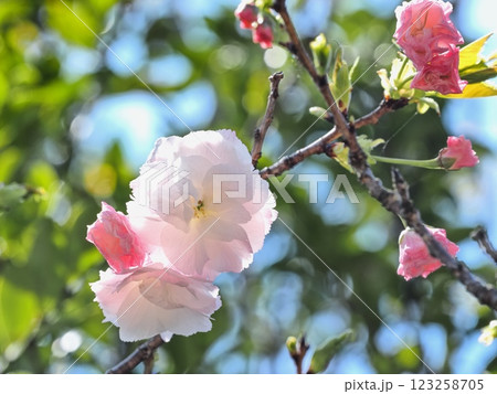 八重桜フゲンゾウの花 八重桜フゲンゾウの花 123258705