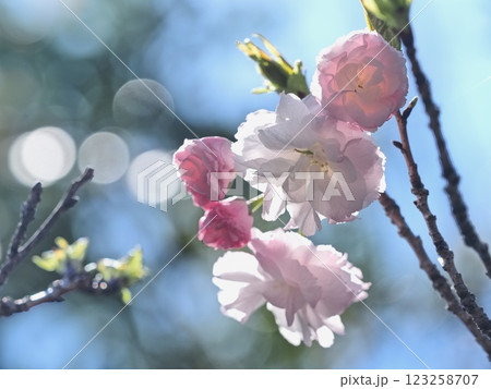 八重桜フゲンゾウの花 八重桜フゲンゾウの花 123258707