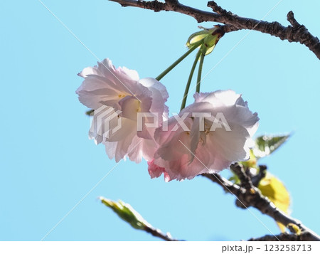 八重桜フゲンゾウの花 八重桜フゲンゾウの花 123258713