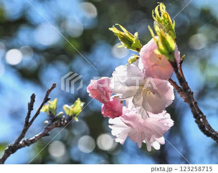 八重桜フゲンゾウの花 123258715
