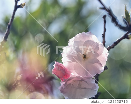 八重桜フゲンゾウの花 八重桜フゲンゾウの花 123258716