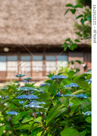 世界遺産　白川村（白川郷） 初夏の花と合掌造り 6月 123258743