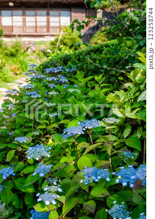 世界遺産 白川村(白川郷) 初夏の花と合掌造り 6月 世界遺産 白川村(白川郷) 初夏の花と合掌造り 6月 123258744