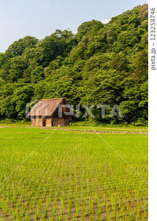 世界遺産　白川村（白川郷） 初夏の花と合掌造り 6月 123258746