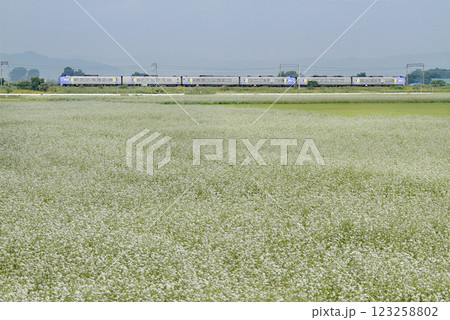 蕎麦の花満開の函館本線を駆ける特急宗谷　特急宗谷　キハ261 123258802