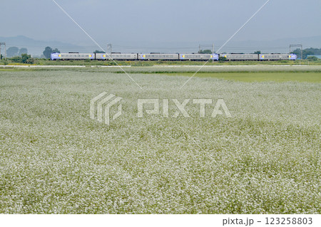 蕎麦の花満開の函館本線を駆ける特急宗谷 特急宗谷 キハ261 蕎麦の花満開の函館本線を駆ける特急宗谷 特急宗谷 キハ261 123258803