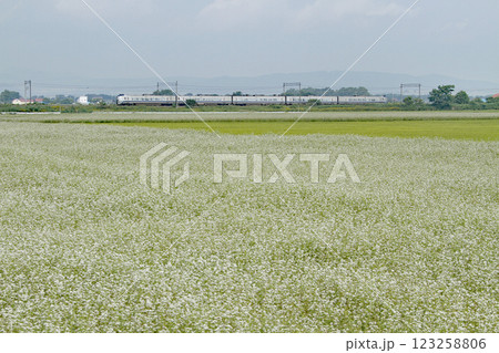 満開のそば畑を駆ける特急カムイ カムイ 函館本線 満開のそば畑を駆ける特急カムイ カムイ 函館本線 123258806