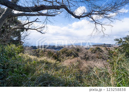 富士山展望所から見た景色（鎌倉広町緑地） 123258838