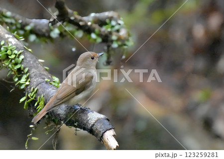 枝に止まるオオルリのメス 123259281