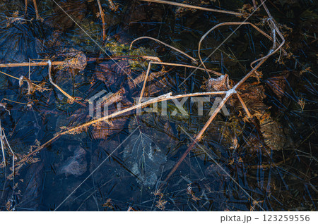 輪廻転生【凍結した蓮池】 輪廻転生【凍結した蓮池】 123259556