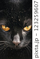 鋭い眼差しの猫クロネコ 123259607
