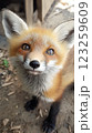 こちらを見上げ餌をねだる子ぎつね 123259609