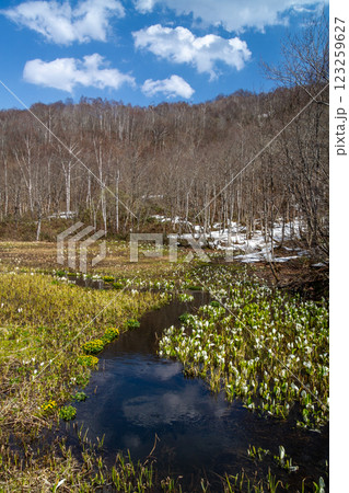 (岐阜県飛騨の自然)飛騨市 池之原湿原の水芭蕉、リュウキンカ 5月 (岐阜県飛騨の自然)飛騨市 池之原湿原の水芭蕉、リュウキンカ 5月 123259627