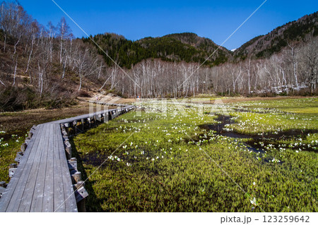 (岐阜県飛騨の自然)飛騨市 池之原湿原の水芭蕉、リュウキンカ 5月 (岐阜県飛騨の自然)飛騨市 池之原湿原の水芭蕉、リュウキンカ 5月 123259642