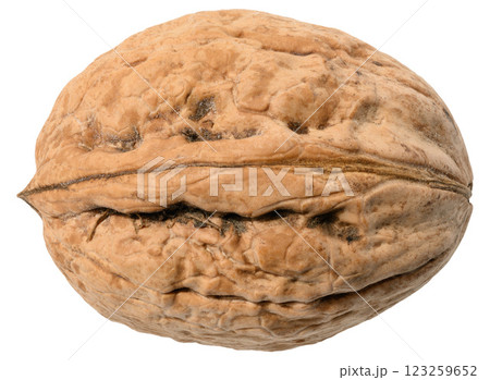 Whole walnut with textured shell close-up Whole walnut with textured shell close-up 123259652