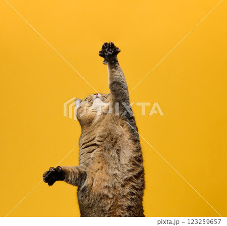 A curious tabby cat captured in a standing position with paws raised, as if reaching or playing. Yellow background 123259657