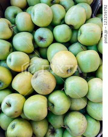 lots of ripe green apples to eat as background lots of ripe green apples to eat as background 123259792